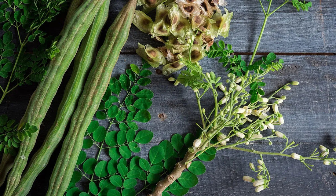 Why Moringa Leaf Powder is a Natural Energy Boost